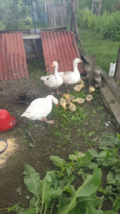 Vând gâscă, cu 10 pui.Puii sunt trecuți de 3 săptămâni.