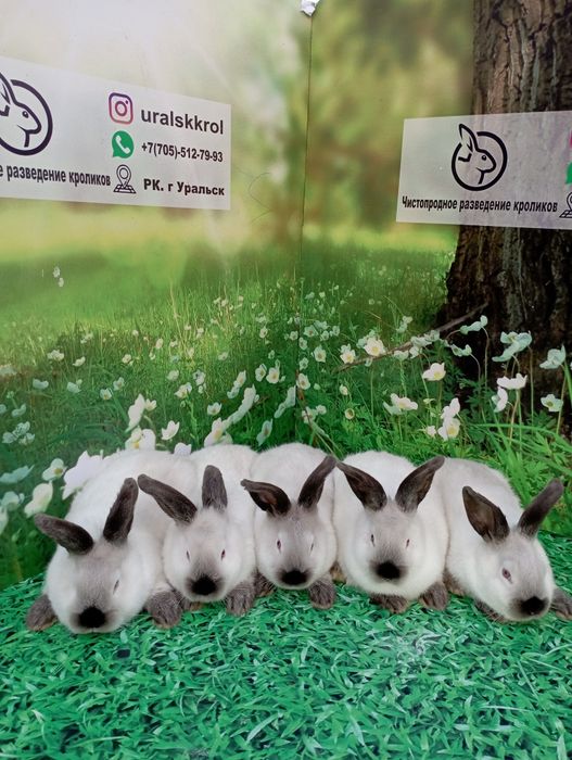 Кролики калифорния
