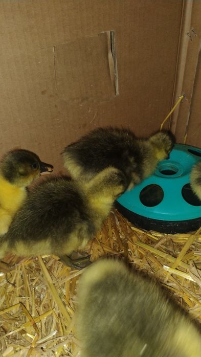 Продавам гъски и гъсета