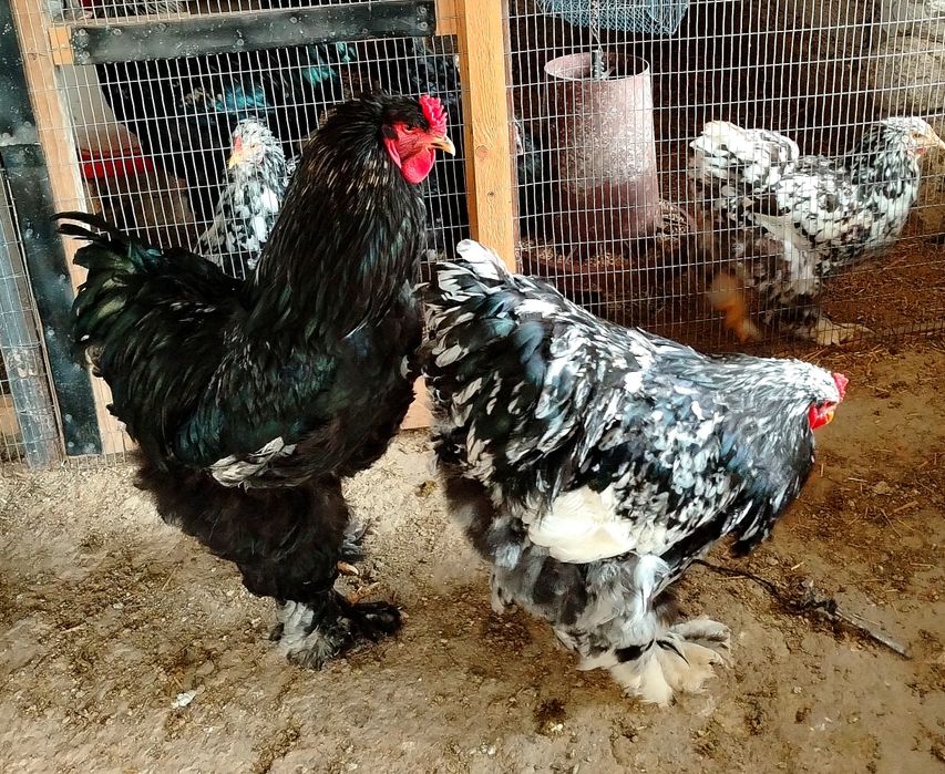 Брама хурозлари 350минг