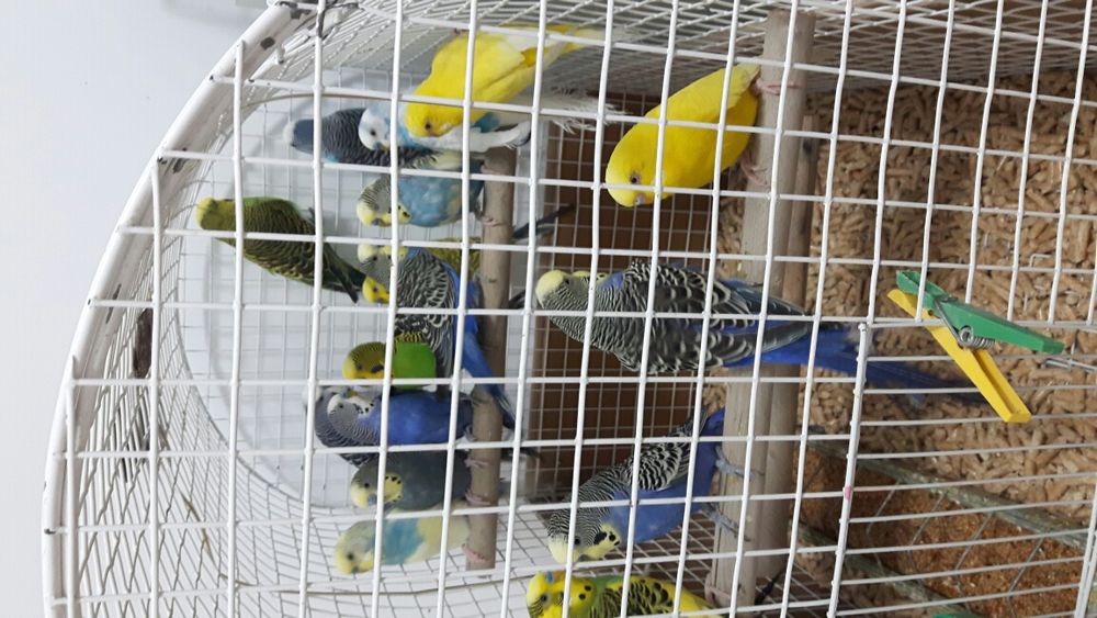 Pereche papagali peruși foarte vioi