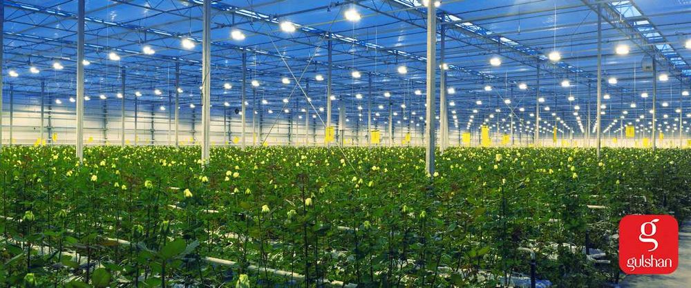 Агро вата для выращивание Розы