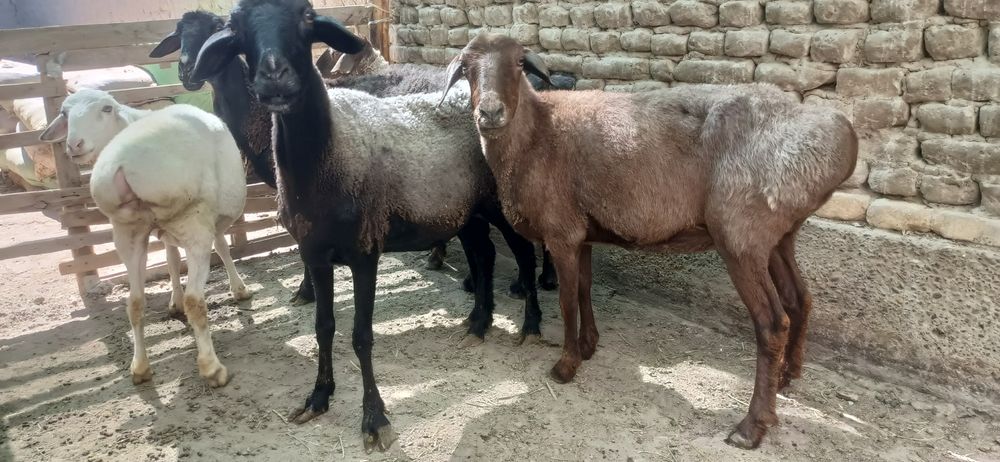 5 та семиз куйлар сотилади