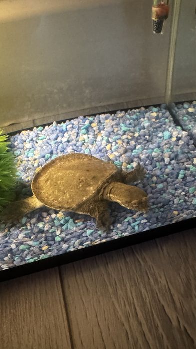 Продам черепаху водяную. Со всем оборудованием.