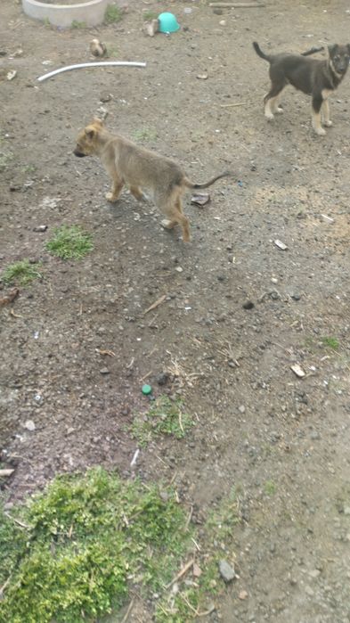 Отдам щенят бесплатно