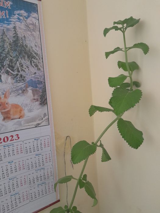 Бөлме гүлдері Флектрантус Мята