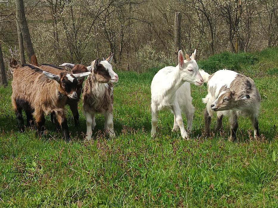 Disponibile Ieduțe+Țapisor