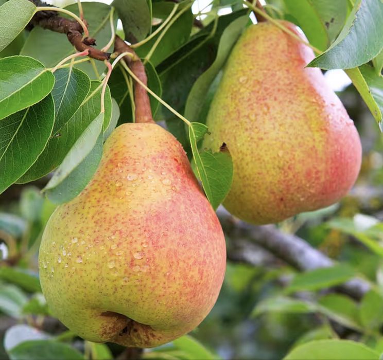 Pomi fructiferi columnari soiuri diverse