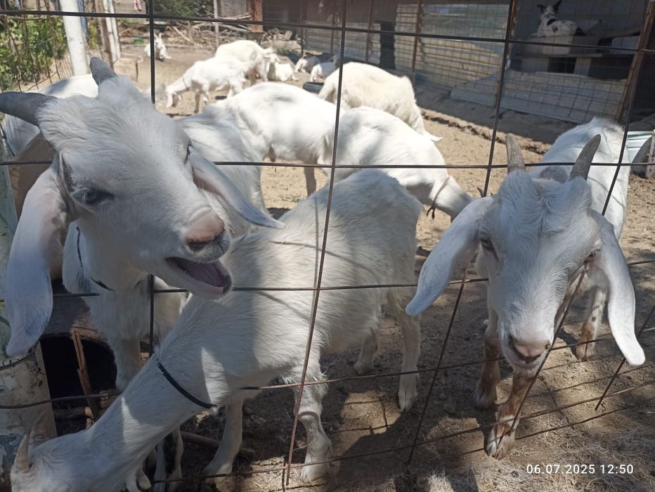 Козлята нубийских_ЗОАНИНСКИ