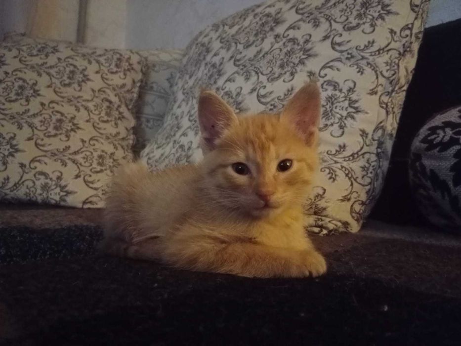 Рыжий котёнок в добрые руки