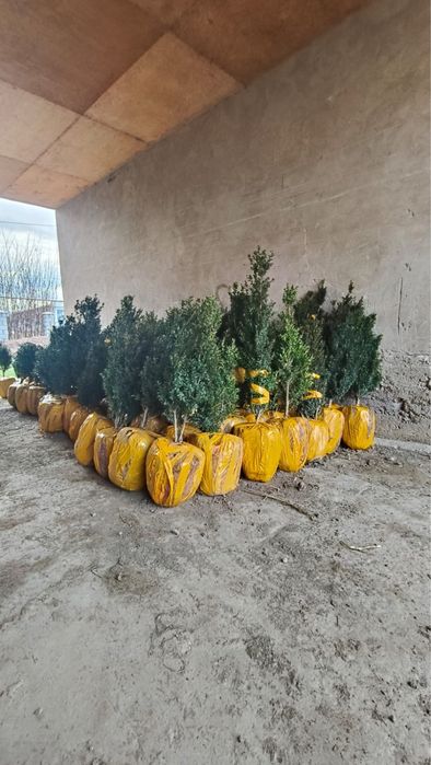 Саженцы көшет всех видов