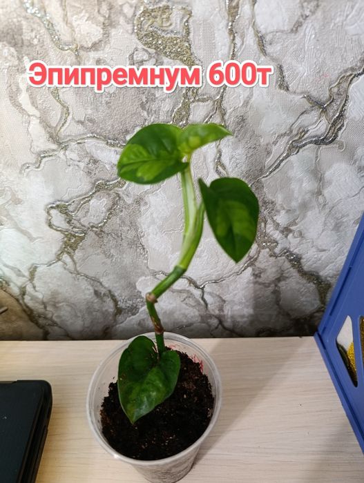 Комнатные растения