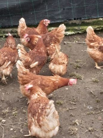 Găini roșii de oua