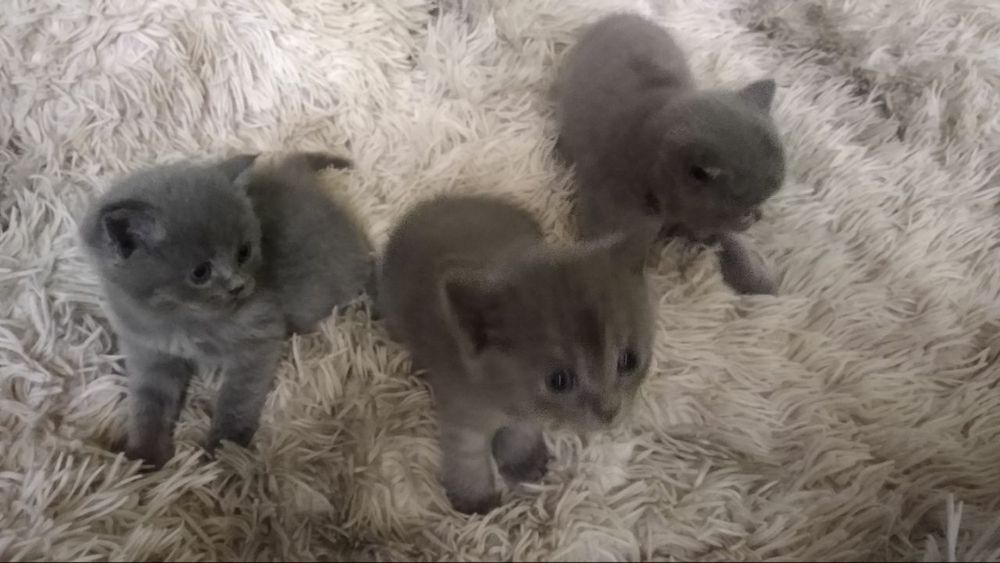 Skottish strayt мушукчалар