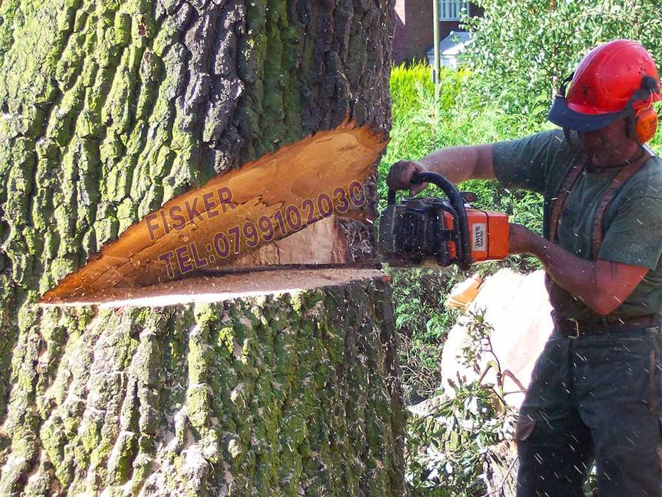 Taiere copaci, toaletare pomi, plop, brad, tei, nuc, cires, Pitesti