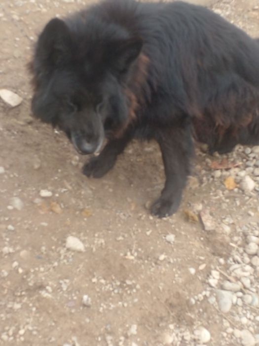 Yosh va aqilli kuchuk