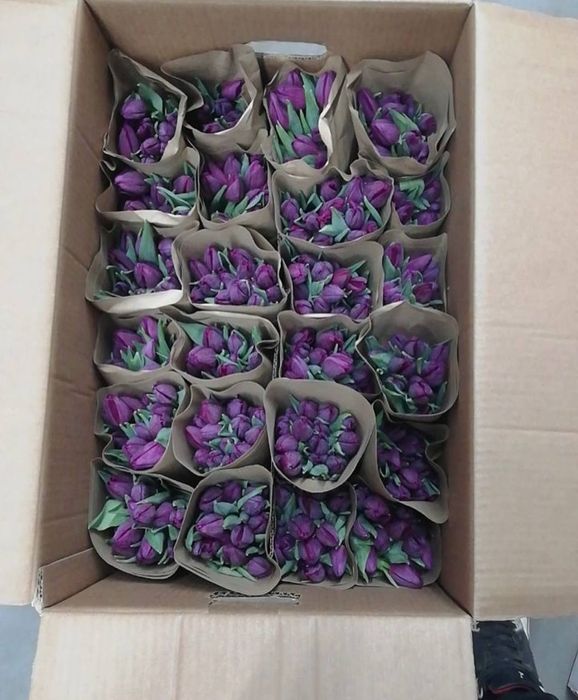 Тюльпаны оптом Караганда