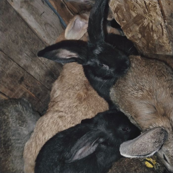 Продам кроликов разных возвростов