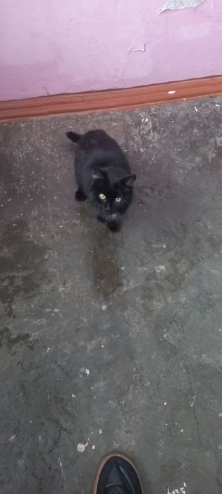 Котёнок ищет дом