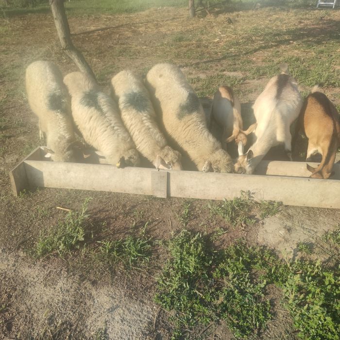 Oi și capra la prima fătare cu 2 iede