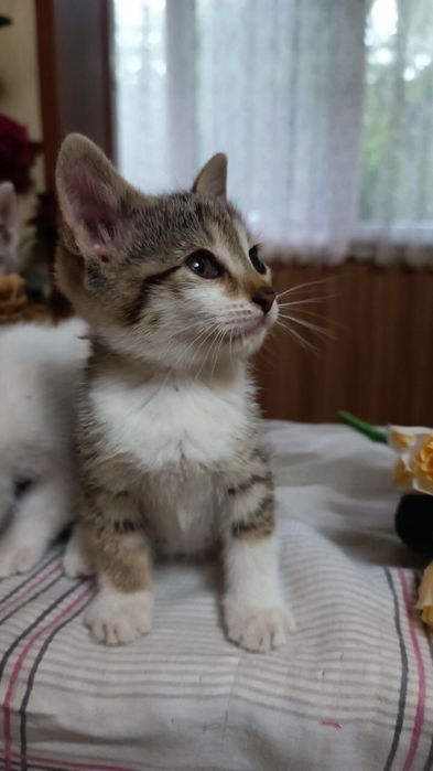 Отдаем котят в ответствестнные руки