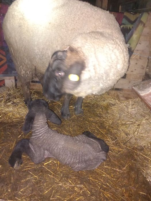 Vând 5 oi suffolk  ai 1 berbec