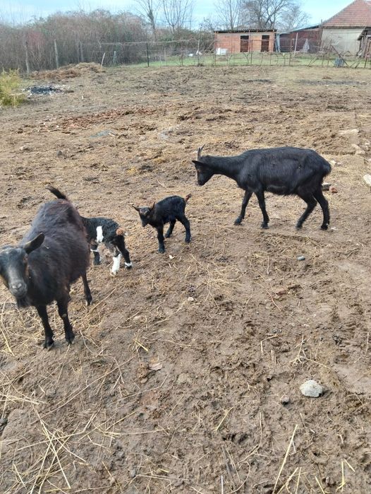 Capre de vînzare urgent