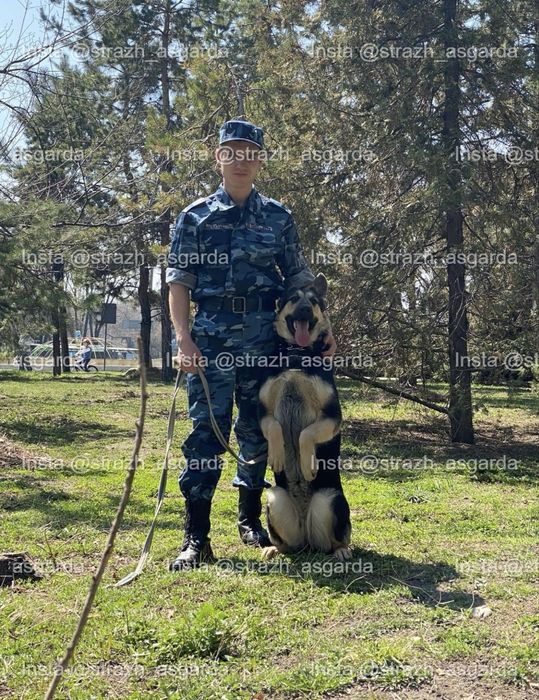 Щенки восточно-европейской овчарки