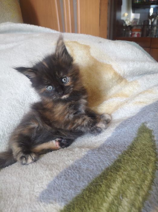 Продам очаровательных котят Мейн-кун