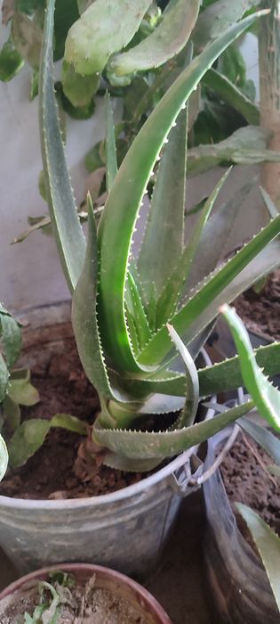 Алоэ гуллари сотилади.30 Минг сумдан 200  Минг сумгача