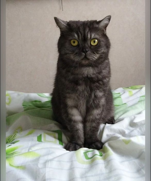 Продам кошечку британка