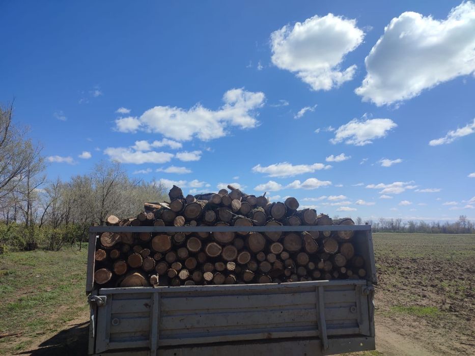 Продам дрова карагачь сухой