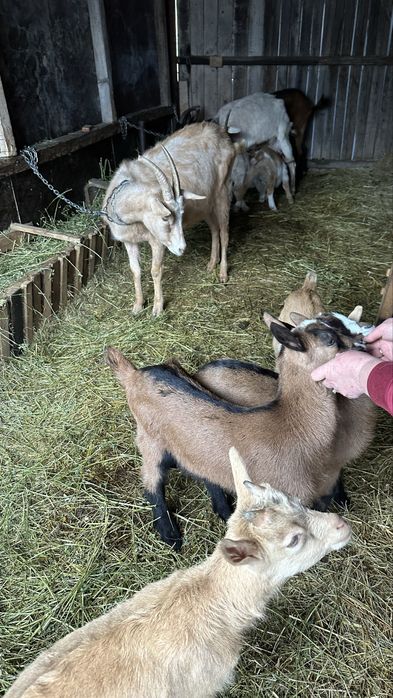 Capre de vanzare-Alpin Francez + metis, cu iezi. Foarte bune de lapte