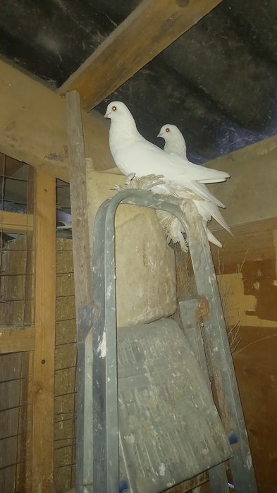 Голуби пара кептер