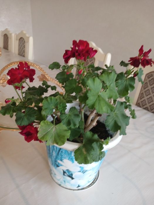 Герань сатылады.