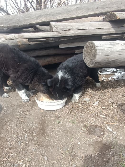 Отдам щенков в добрые руки