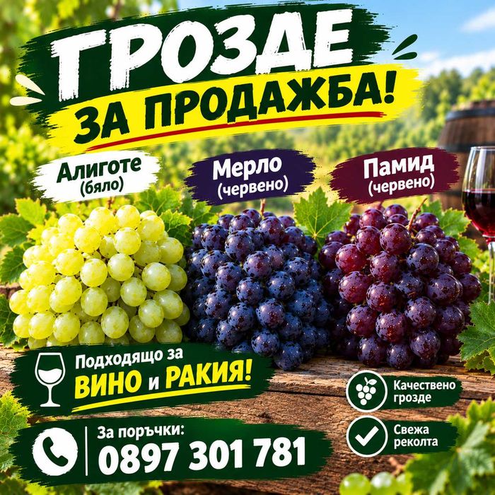 Грозде бяло Алиготе/Мерло/ Памид