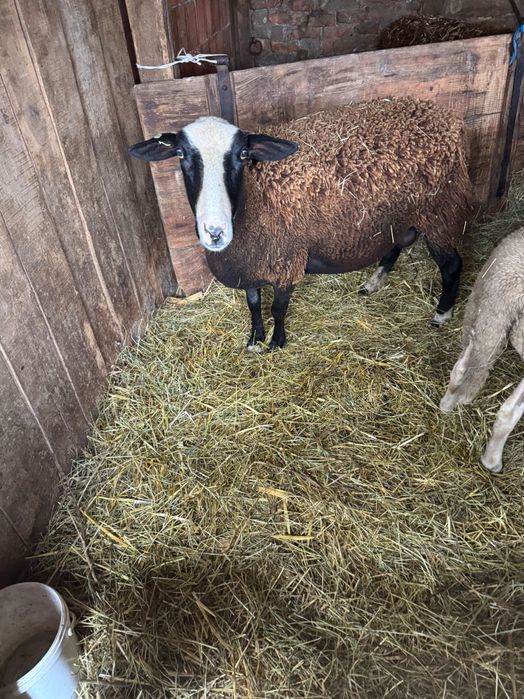 Vând 3 oi,una are 2 miei