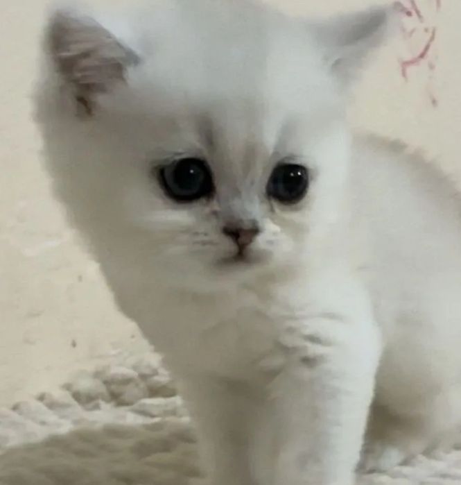 Серебристая шиншилла