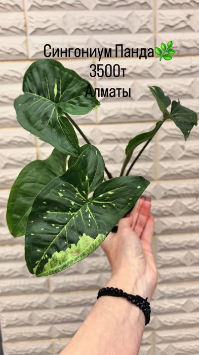 Комнатные растения