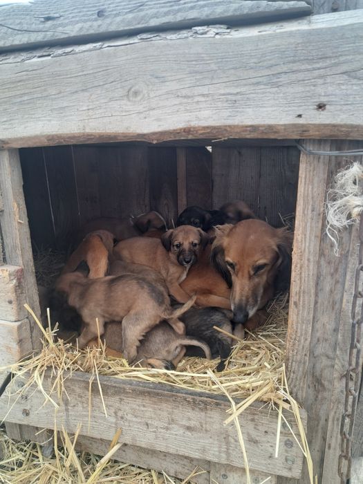 Күшіктер беріледі, отдам щенков полуТазы
