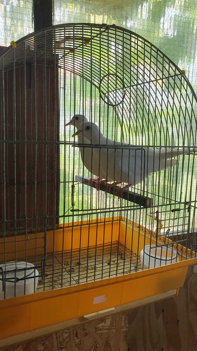 Продавам 2 кускумрийки.От едно люпило.