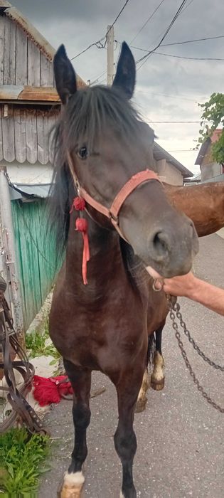 Vând mânză de 2 ani împliniți pe 17.07.2026, neinvatată la ham
