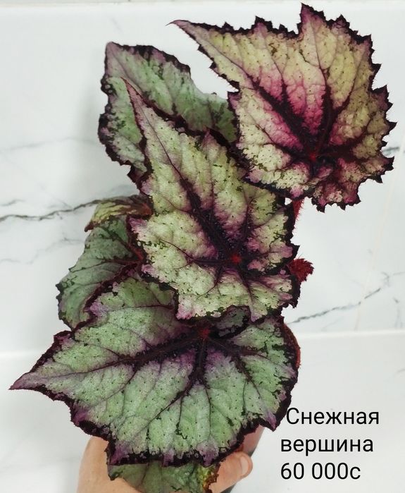 Бегонии сортовые.