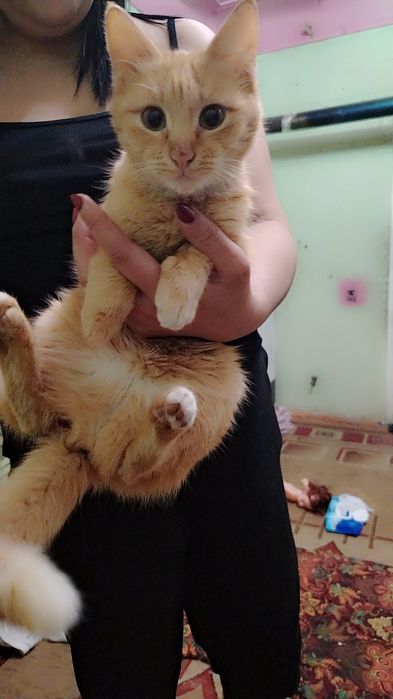 Aqil mushuk latokni biladi