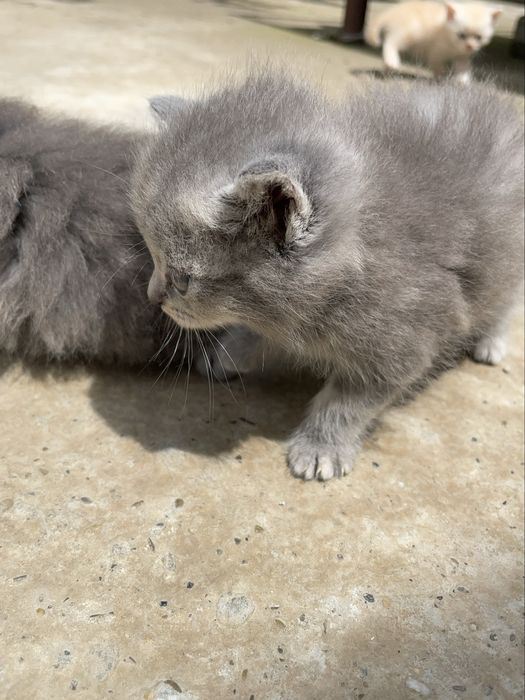 Чистокровные скоттиш страйт котята