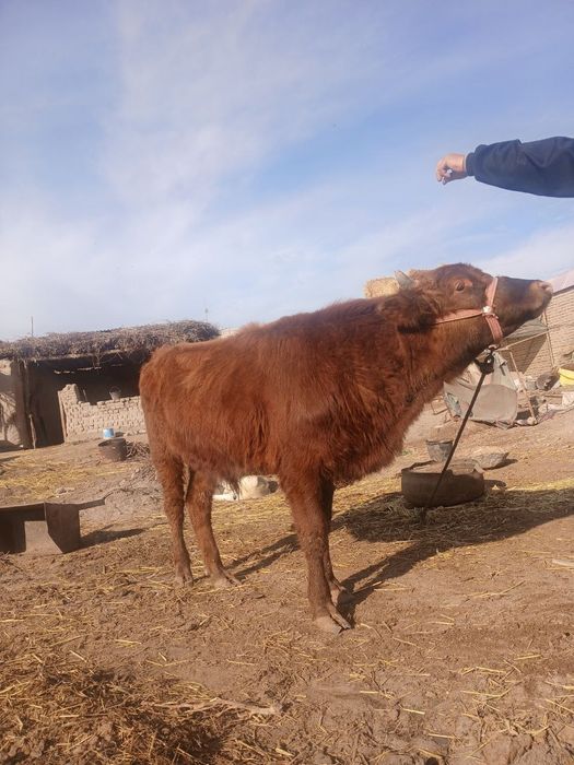 Хокиз сотилади ...