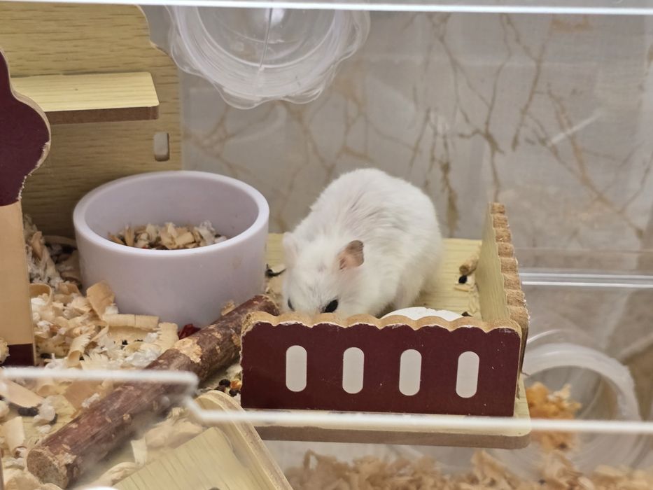 Джунгарский хомяк