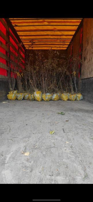 Продам саженцы сосна 3м 2м 1м