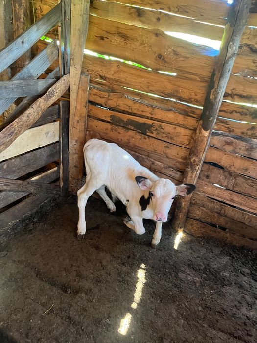 Vând vițel bălțat !